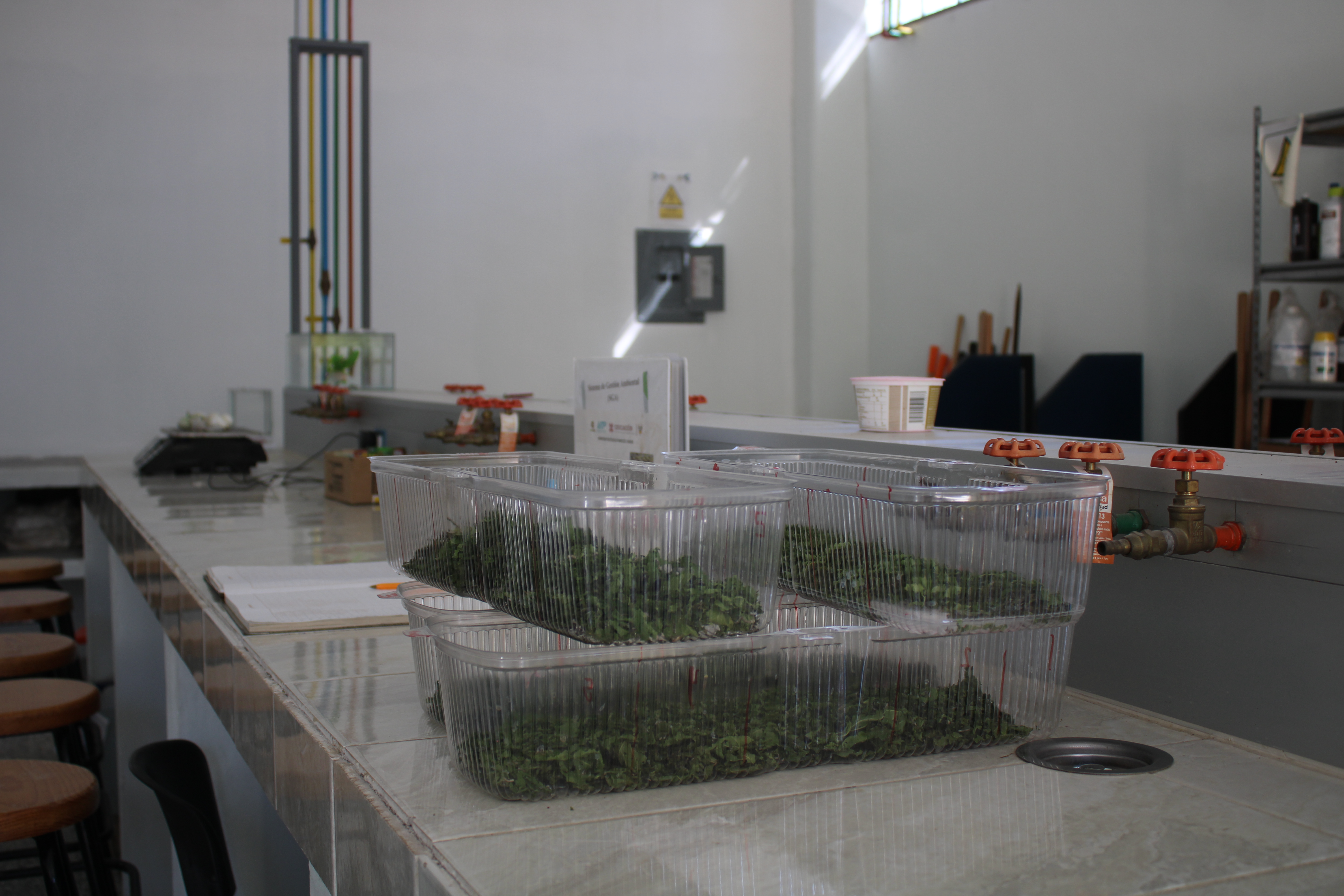 Taller Gusano de Seda